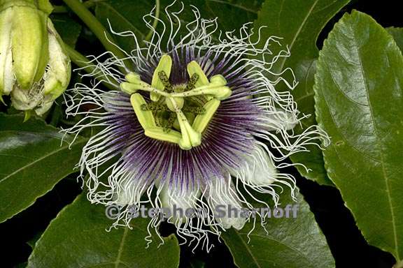 passiflora edulis 3 graphic